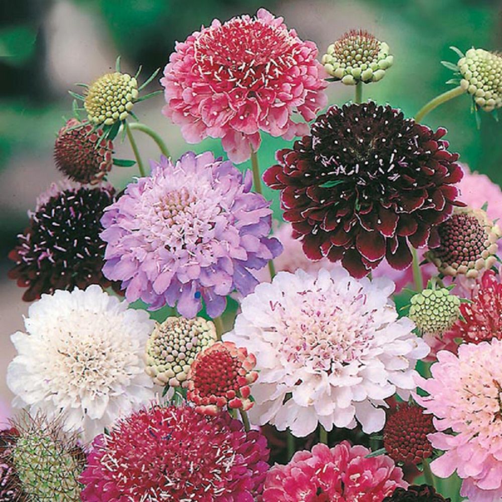 Scabious Tall Double Mixed